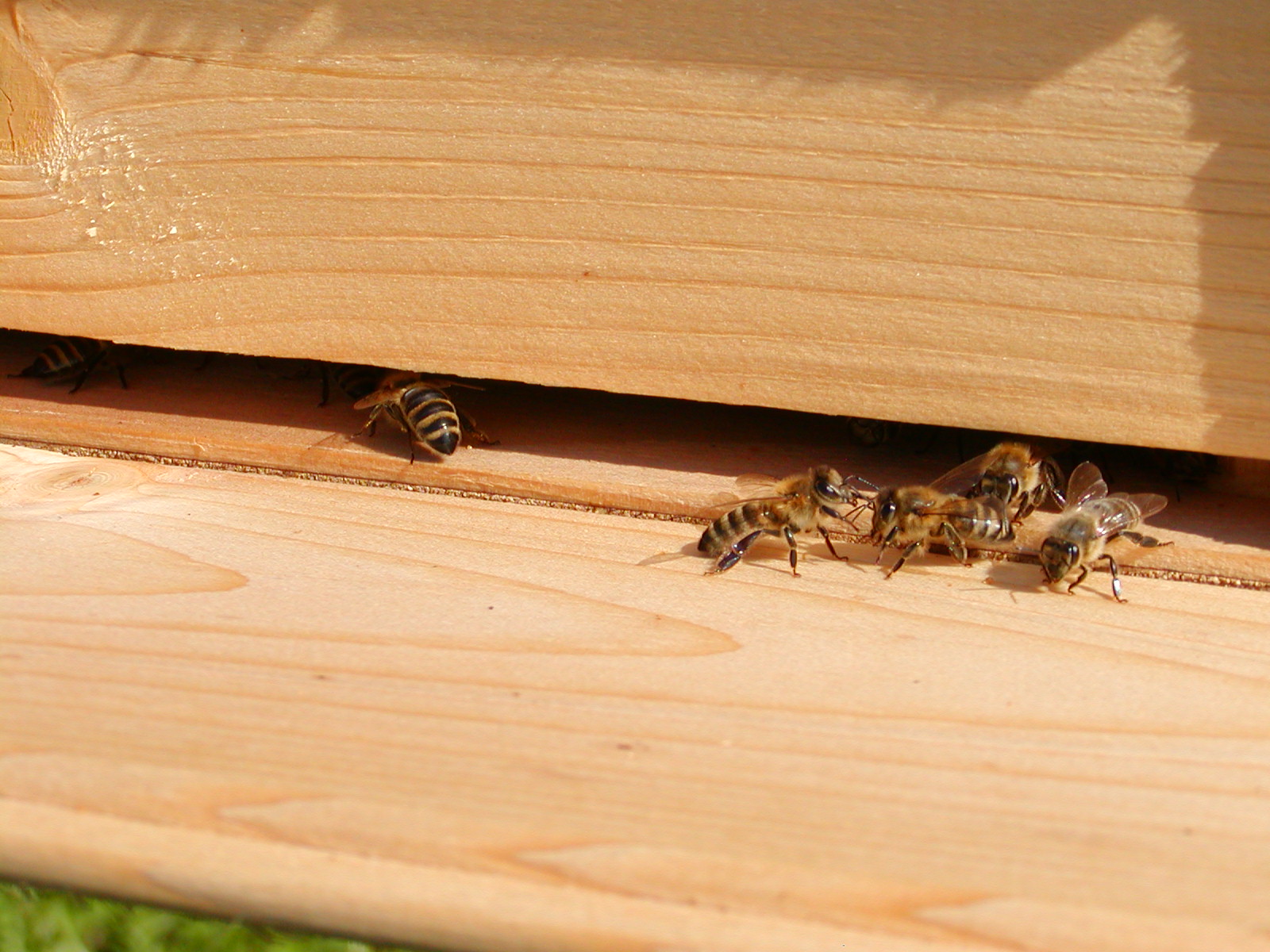 bleskový meeting